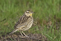 Eastern Meadowlark