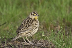Eastern Meadowlark