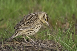Eastern Meadowlark