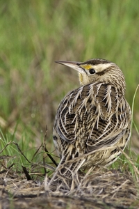 Eastern Meadowlark