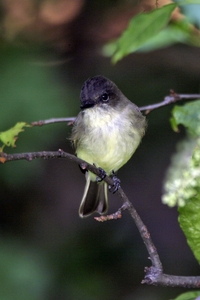 Eastern Phoebe