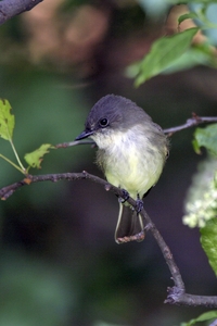 Eastern Phoebe