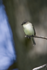 Eastern Phoebe