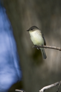 Eastern Phoebe