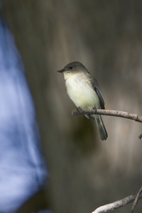 Eastern Phoebe