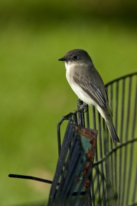 Eastern Phoebe