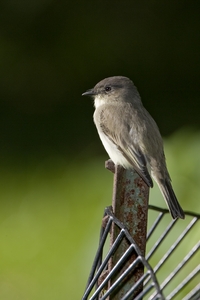 Eastern Phoebe