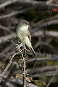 Eastern Phoebe