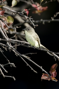 Eastern Phoebe