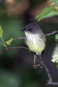 Eastern Phoebe