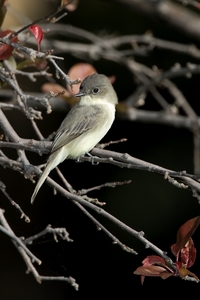 Eastern Phoebe