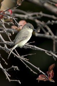 Eastern Phoebe