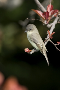Eastern Phoebe