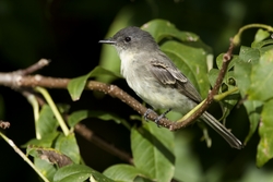 Eastern Phoebe