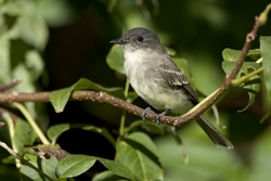 Eastern Phoebe