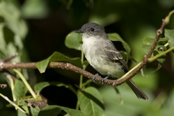 Eastern Phoebe