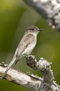 Eastern Phoebe
