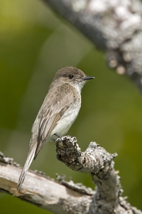 Eastern Phoebe