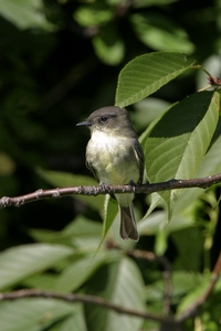 Eastern Phoebe