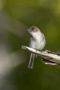 Eastern Phoebe