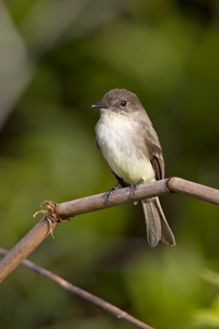 Eastern Phoebe