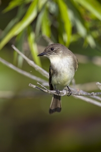 Eastern Phoebe