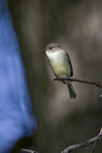 Eastern Phoebe