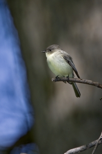 Eastern Phoebe