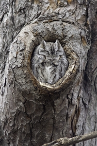 Eastern Screech-Owl
