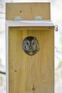 Eastern Screech-Owl