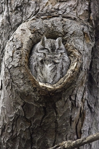 Eastern Screech-Owl