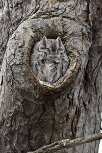 Eastern Screech-Owl