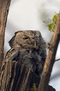Eastern Screech-Owl