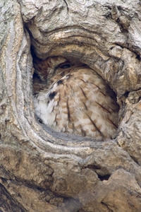 Eastern Screech-Owl