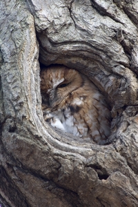 Eastern Screech-Owl