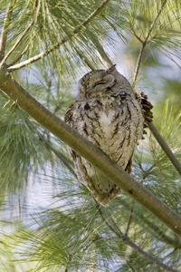 Eastern Screech-Owl