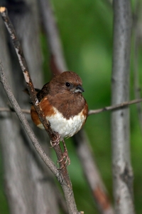 Eastern Towhee