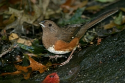 Eastern Towhee