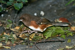 Eastern Towhee