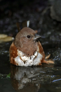 Eastern Towhee