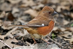 Eastern Towhee