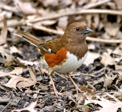 Eastern Towhee
