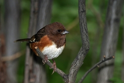 Eastern Towhee