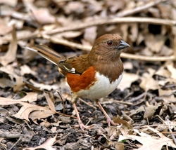 Eastern Towhee