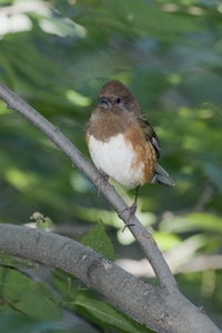 Eastern Towhee