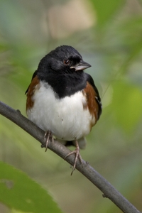 Eastern Towhee