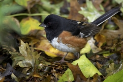 Eastern Towhee