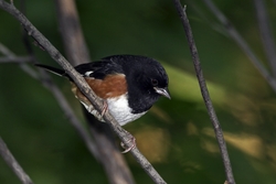 Eastern Towhee