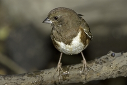 Eastern Towhee