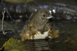 Eastern Towhee